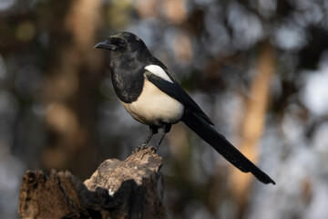 ritratto di gazza nel bosco in autunno