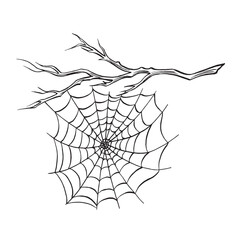 Spider web on the bare tree branch. Composition of line sketches. Spooky trap of insect thread. Vector graphic illustration, hand drawn isolate. Black and white forest nature. Clipart for card, print.