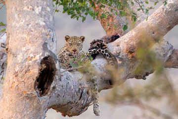 Leopard with a kill in a fig tree