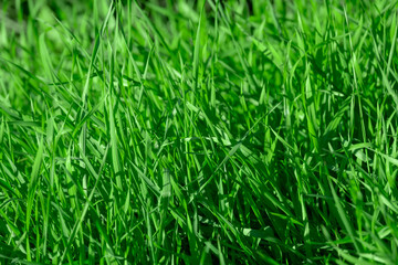 Grass