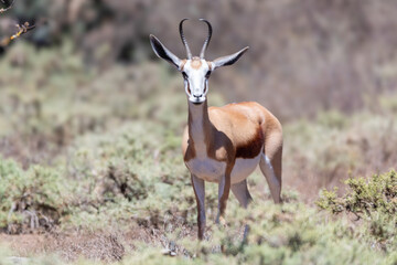 Springbok attention