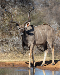 Kudu bull at the waterhole