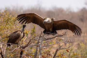 Coming in to roost