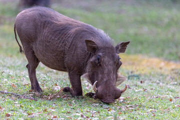 Getting close to the graze