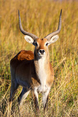 Lechwe in the reeds