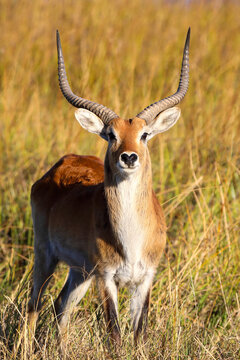 Lechwe in the reeds