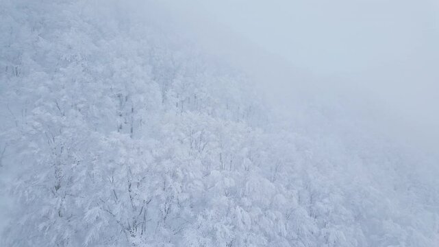 View of Snow monster in Winter day at Mount Zao ski resort, Yamagata prefecture, Japan. powder snow covered in frosty weather. Travel, Adventure and Vacation background