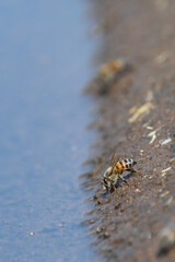 African bee drinking