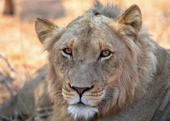 Young lion with a stare