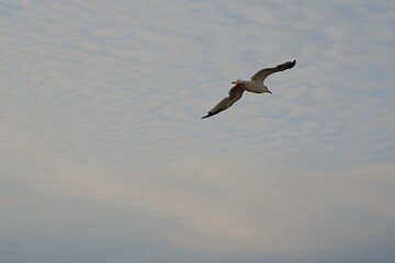 Bird in Kiel