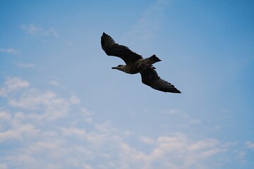 Bird in Kiel