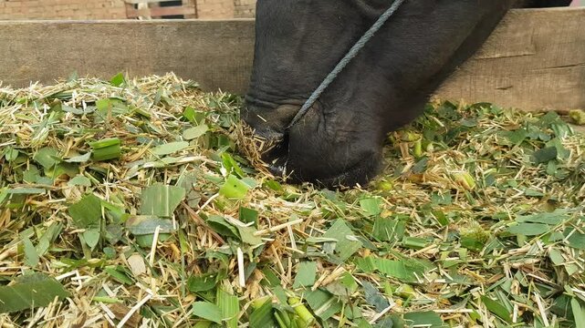 Pure Black High Quality Murrah Buffalo, eating
