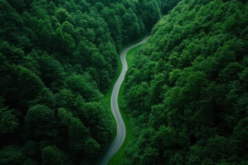 Serene path meandering through a lush, dense green forest, inviting exploration and adventure.