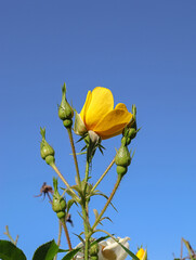 Yellow climbing rose on blue sky.