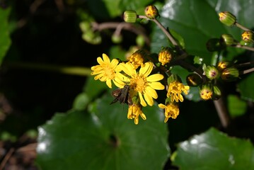 Japanese silver leaf (Farfugium japonocus) flowers.
Asreraceae evergreen perennial plants. Yellow flowers bloom from autumn to early winter. Young petioles are edible.