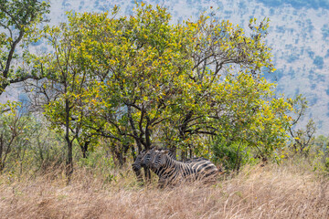Zebras are standing together in a field filled, Akagera National Park Rwanda