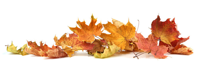 Autumn leaves background with copy space. Colorful leaves on ground with empty place isolated on...