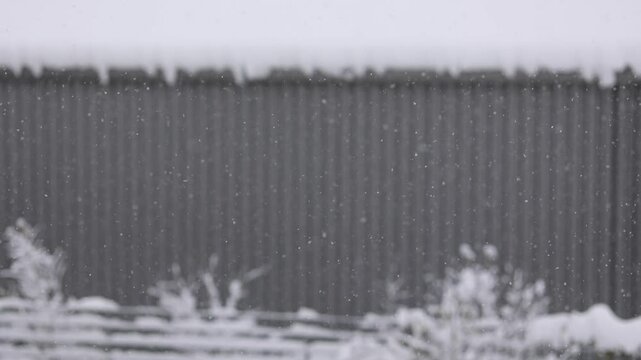 Snow falling gently, blurring the background for a peaceful winter effect.