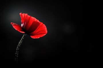 The striking beauty of an abstract red poppy flower against a black background
