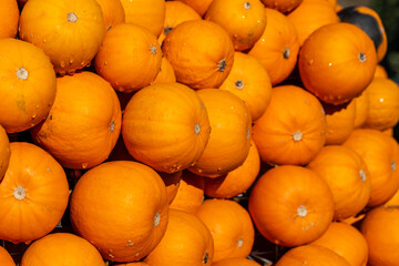 Beautiful pumpkins on a pile