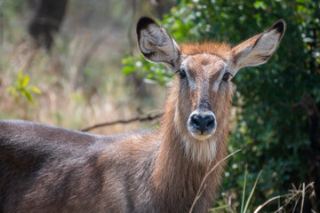 A closeup photo of Common waterbuck with impressive horns gazing at the camera