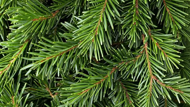 A close-up of the needles on a pine tree branch