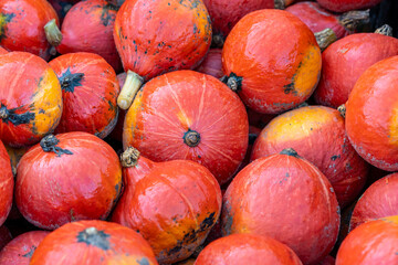 Beautiful orange Halloween pumpkins on a pile