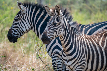 Zebras are standing together in a field filled, Akagera National Park Rwanda