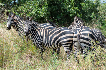 Zebras are standing together in a field filled, Akagera National Park Rwanda