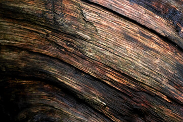 Close-up of the macro surface of an old cut tree