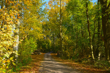 Wald,,  Waldweg,  Herbst