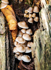 Macro photo of the mushroom family Coprinellus disseminatus