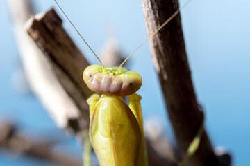 Close-up head of green mantis sitting on branch, selective focus.