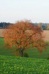 Obraz premium Feldlandschaft, Kirschbaum, Herbst