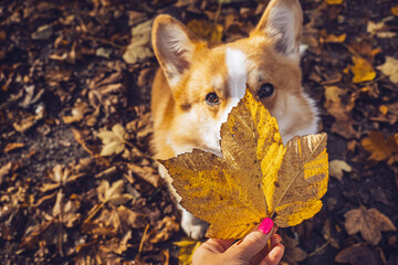 Corgi curiously examines a large leaf during an autumn walk in the park