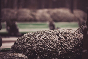 Snowflakes in the air against the backdrop of curly boxwood bushes. Evergreen bushes of boxwood under snow on the snowy background. Plant at frosty day