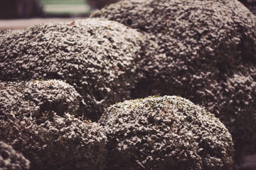 Snowflakes in the air against the backdrop of curly boxwood bushes. Evergreen bushes of boxwood under snow on the snowy background. Plant at frosty day
