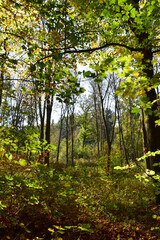 Buchenwald im Herbst