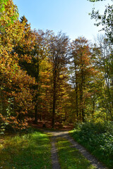 Buchenwald im Herbst