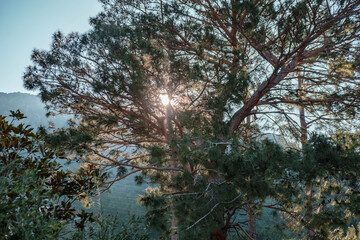 Obraz premium sun bright shining through branches of pine tree in the forest, morning meditative hours