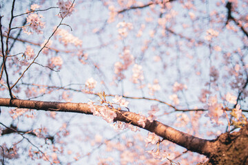 桜