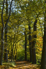 Buchenwald, Herbstfärbung, Herbststimmung