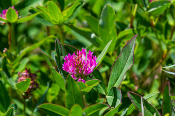 Wild red clover flower isolated Trifolium pratense, with green nature background