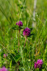 Wild red clover flower isolated Trifolium pratense, with green nature background