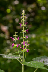 Close up of a hedge woundwort stachys sylvatica flower in bloom
