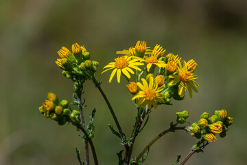 Wild plant Jacobaea vulgaris in the forest meadow. Known as ragwort, stinking Willie or tansy ragwort. Yellow delicate flower on a green background