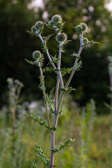 In the wild, the honey plant echinops sphaerocephalus blooms