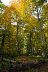 Obraz premium Buchenwald, Herbstfärbung, Herbststimmung