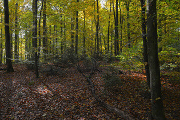 Buchenwald, Herbstfärbung, Herbststimmung