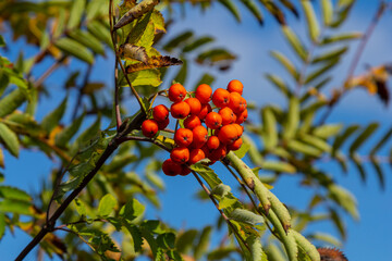 A bunch of red rowan berries on a tree